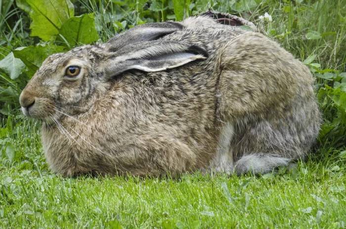 Охота на зайца открывается 2 октября в Могилевской области