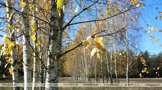 Без осадков и до +16 °С ожидается в Беларуси 28 сентября