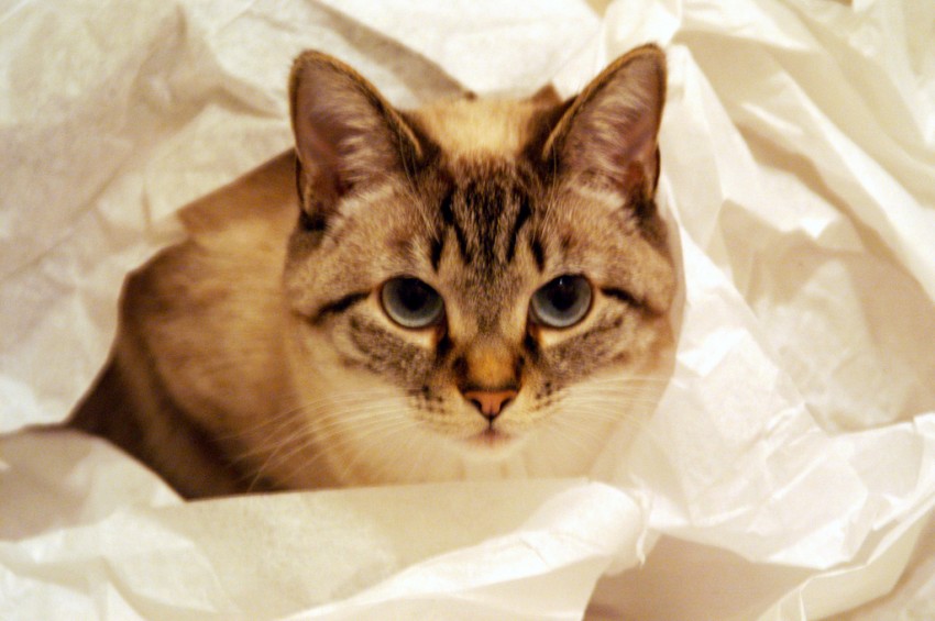 В Нидерландах кот прожил взаперти 52 дня, питаясь бумагой