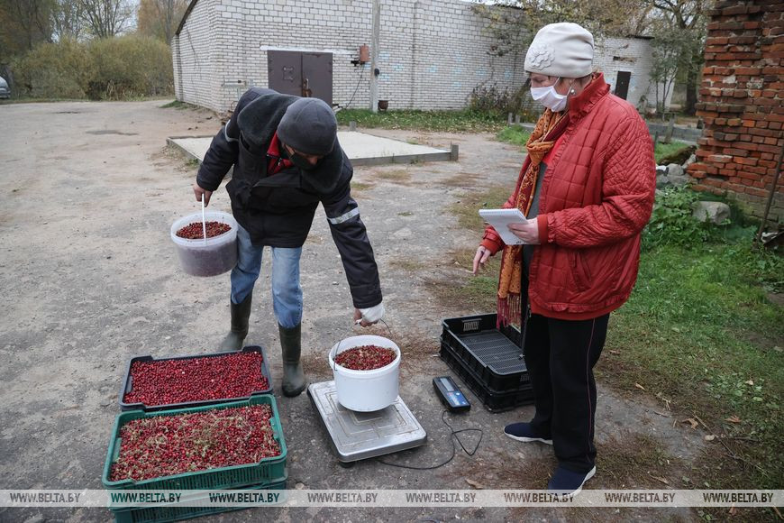 Заготовка клюквы в Могилевской области