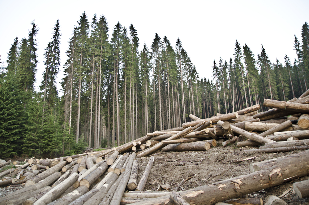 Экологи раскритиковали Польшу за вырубку деревьев в Беловежской пуще