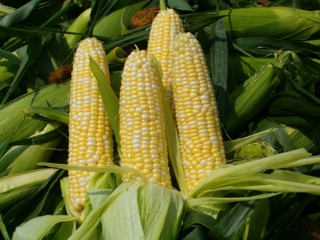 Кукуруза в Могилевской области убрана более чем на 80% площадей