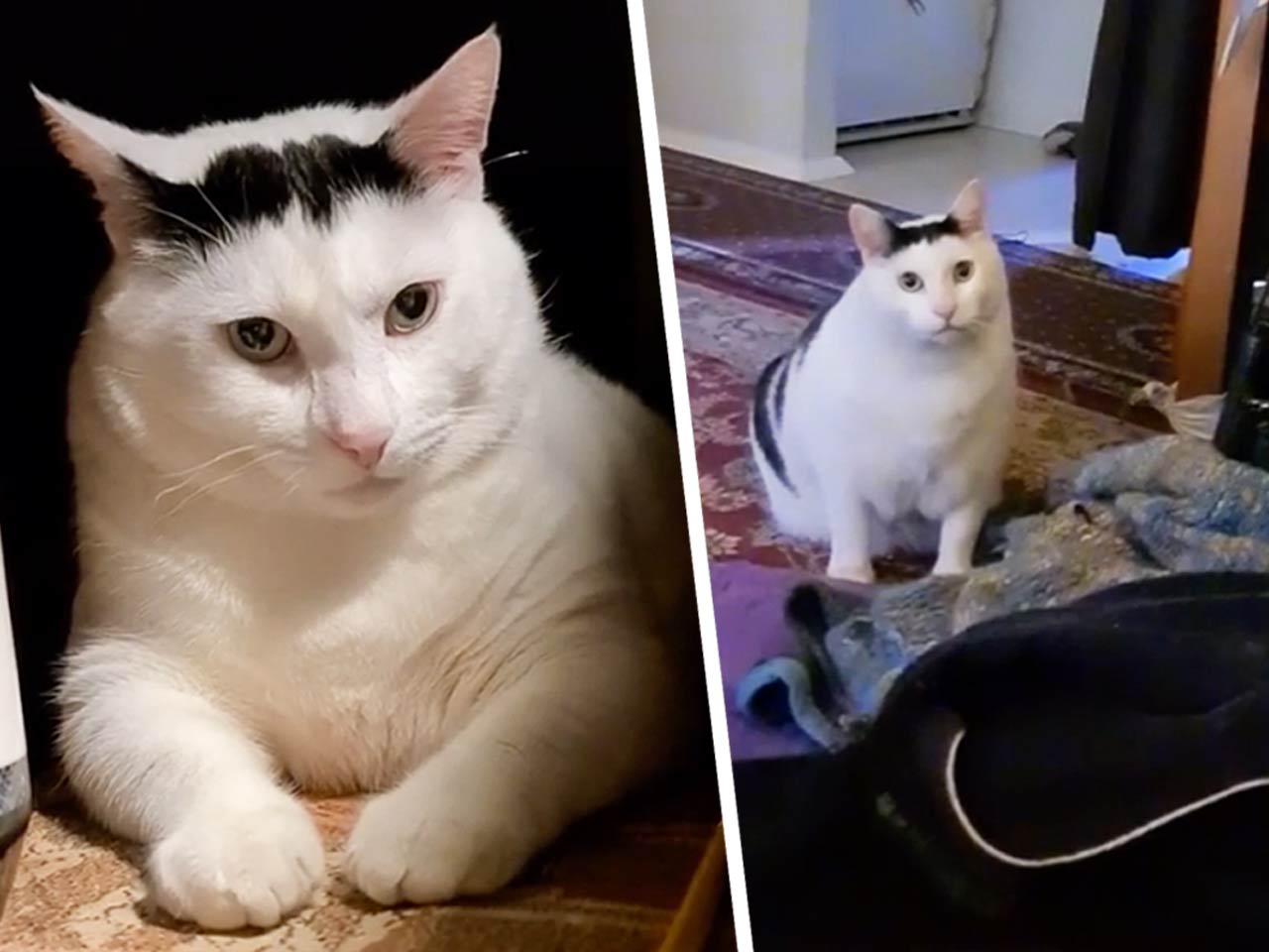 Эти видео сделают ваши выходные. Как толстый белый кот покорил сердца  пользователей соцсетей и стал мемом — Бобруйский новостной портал Bobrlife