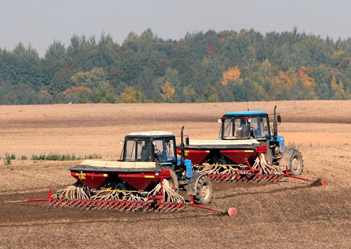 Озимые зерновые в Беларуси посеяли почти на 90% площадей