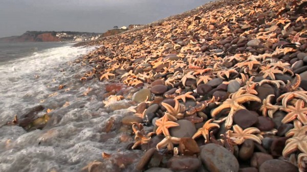 На берег Великобритании выбросило тысячи мёртвых морских существ