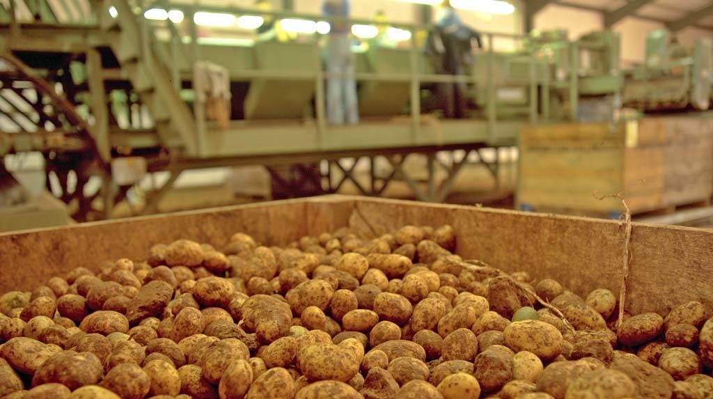 Фермер из Шклова строит самое большое хранилище картофеля в Европе
