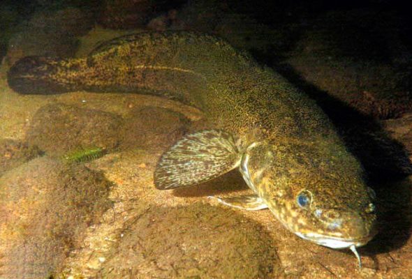 В Беларуси действует запрет на налима