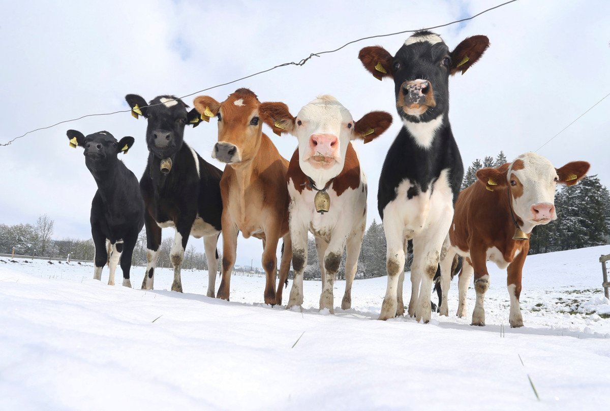 КГК продолжает контроль за зимним содержанием скота в хозяйствах