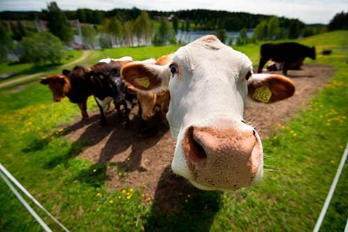 Беларусь ограничивает ввоз скота из Казахстана и Оренбургской области России из-за ящура