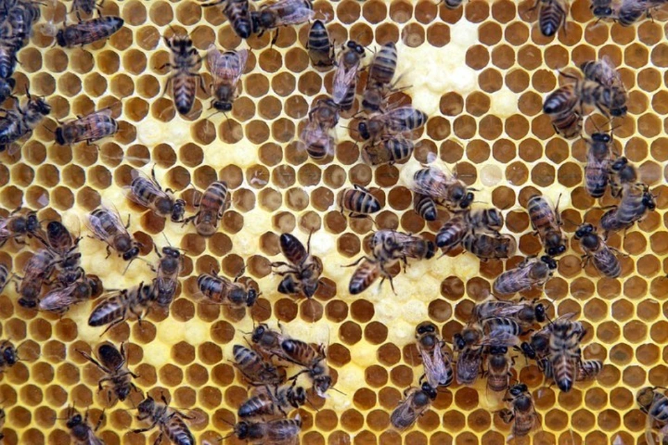 Медовая афера: как могилевчанка мёд продавала