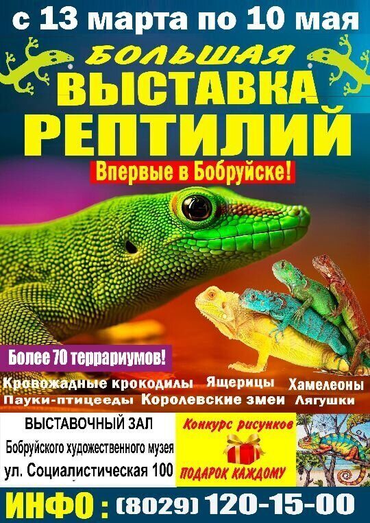 В Бобруйске можно полюбоваться рептилиями и пауками до 10 мая