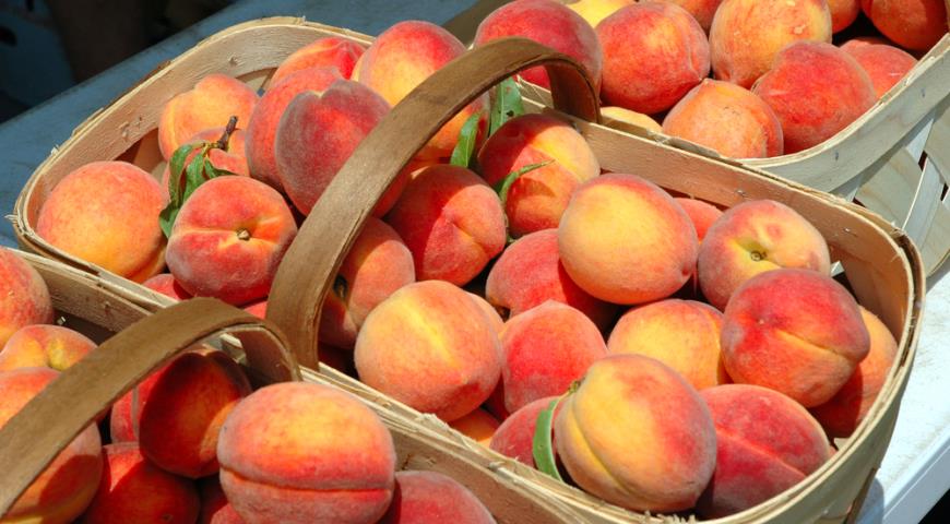 Персики, абрикосы и арбузы: что выращивают в Беларуси благодаря изменению климата