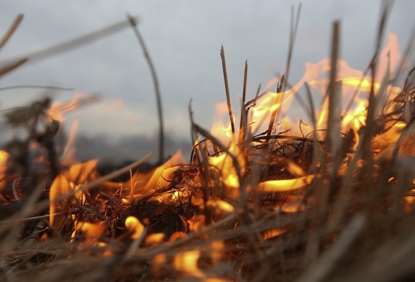 Палы травы начались в Могилевской области: за выходные ликвидированы 2 пожара