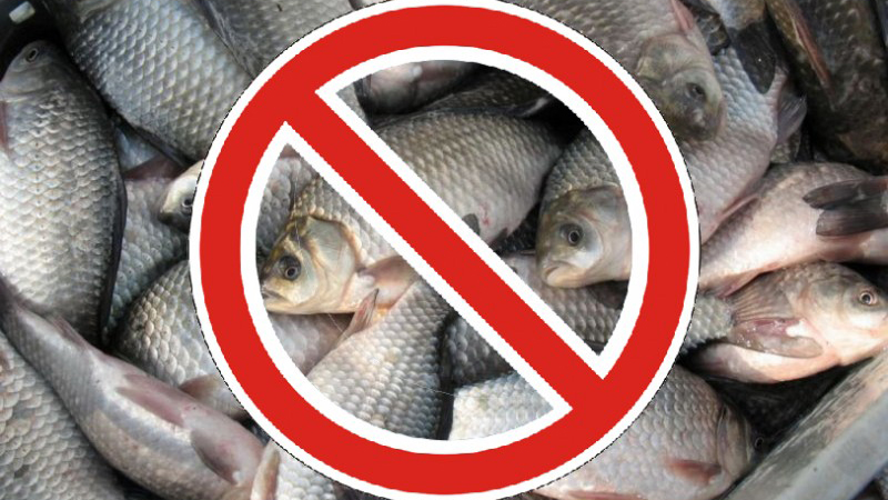 С 1 апреля начнет действовать нерестовый запрет на лов рыбы