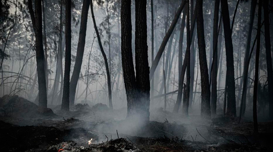 Четыре лесных пожара потушены за сутки в Беларуси