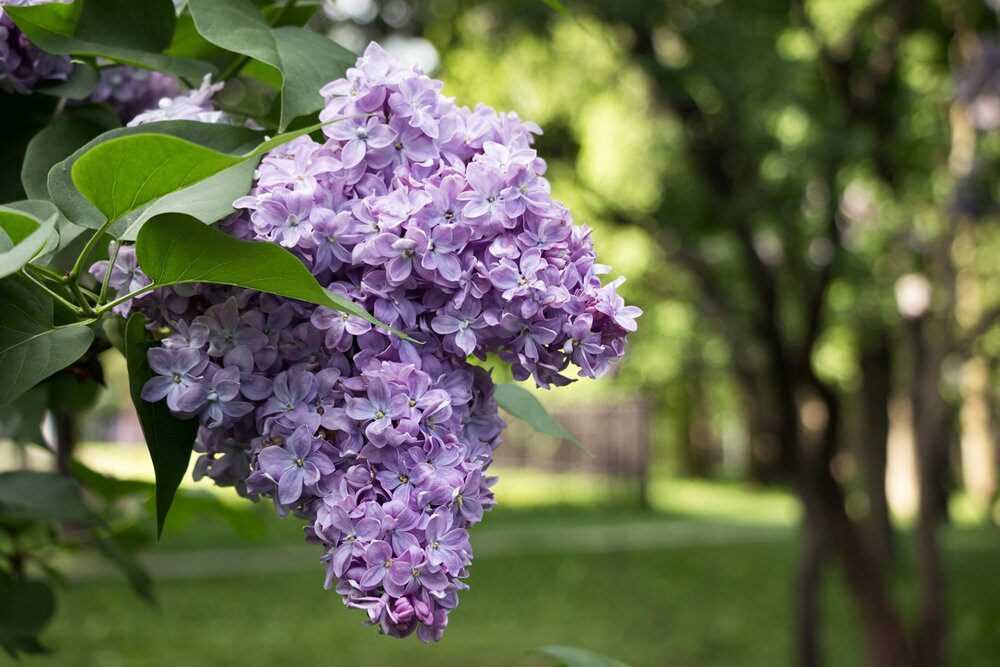 Погода 15 мая: кратковременные дожди, грозы и до +20 °С