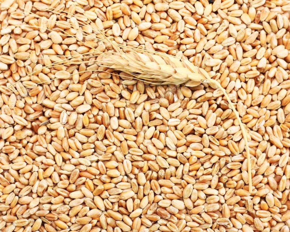 В Беларуси планируют собрать 9 миллионов тонн зерна