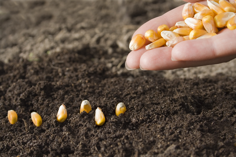 В Беларуси завершили посадку кукурузы на сельскохозяйственных угодьях
