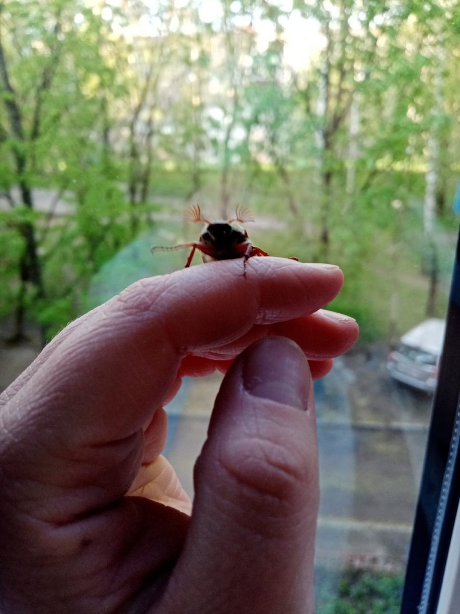 Охотимся на майского жука в Бобруйске