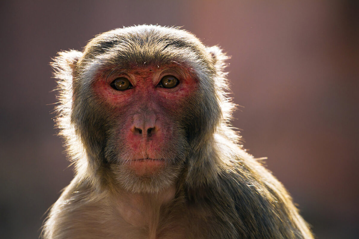 В Австралии выявили первый случай заражения человека оспой обезьян