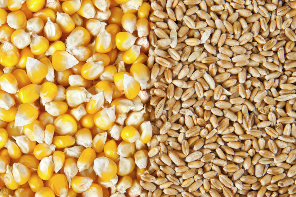 США планируют вывезти кукурузу и пшеницу из Украины