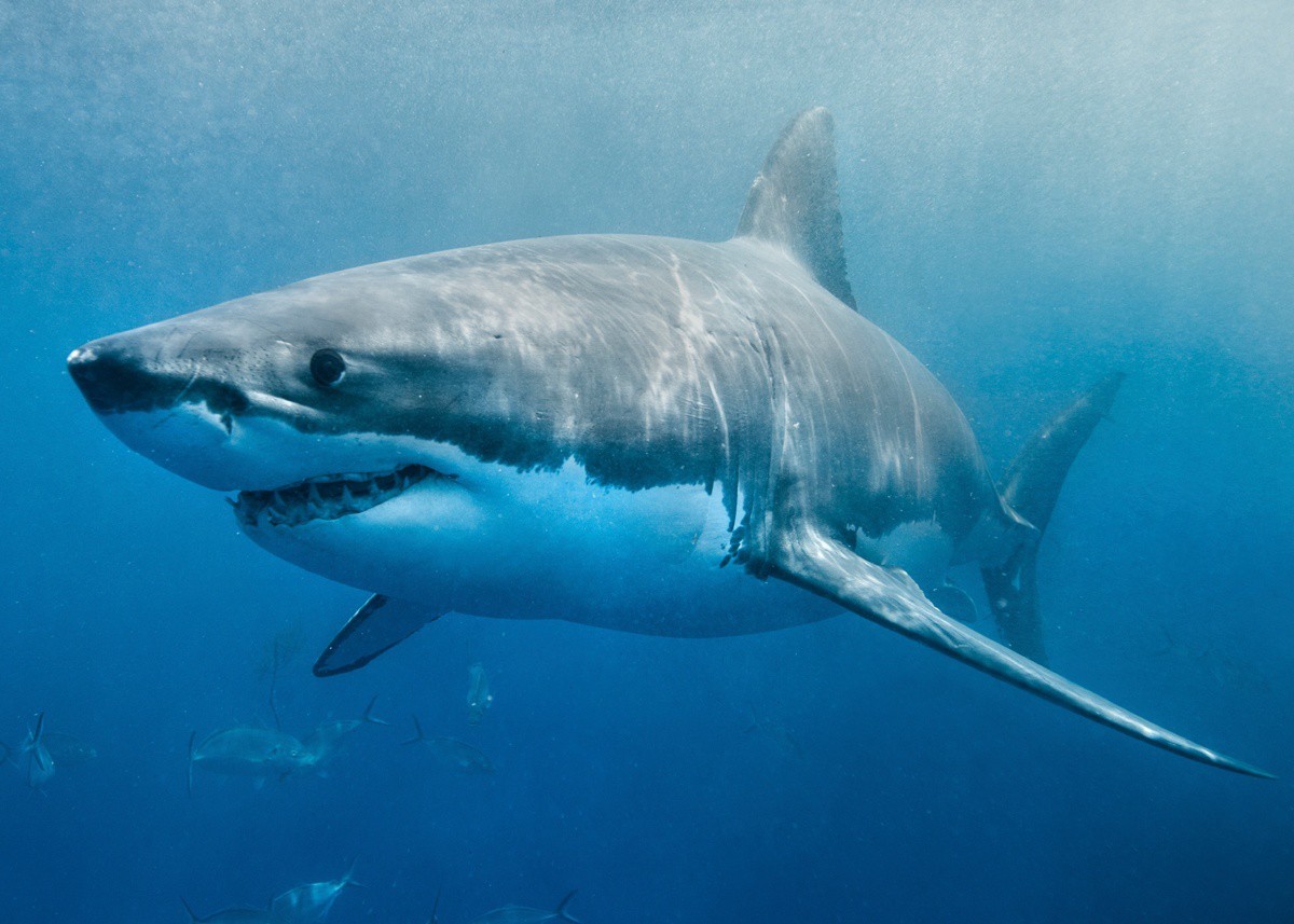В Калифорнии мужчина выжил после нападения шестиметровой акулы