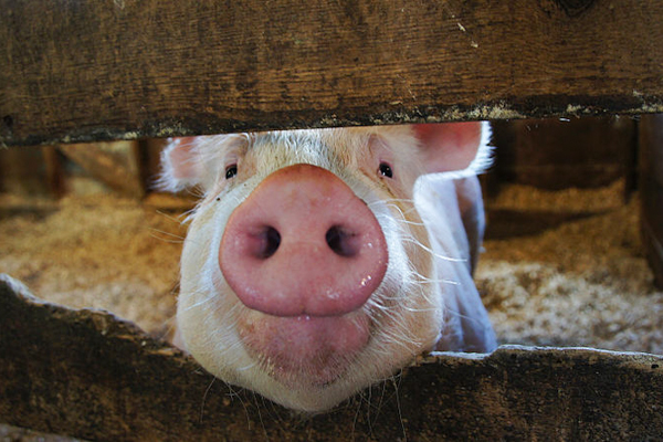 Готовность к вводу первого в Могилевской области репродуктора на 3,6 тыс. свиней составляет почти 50%