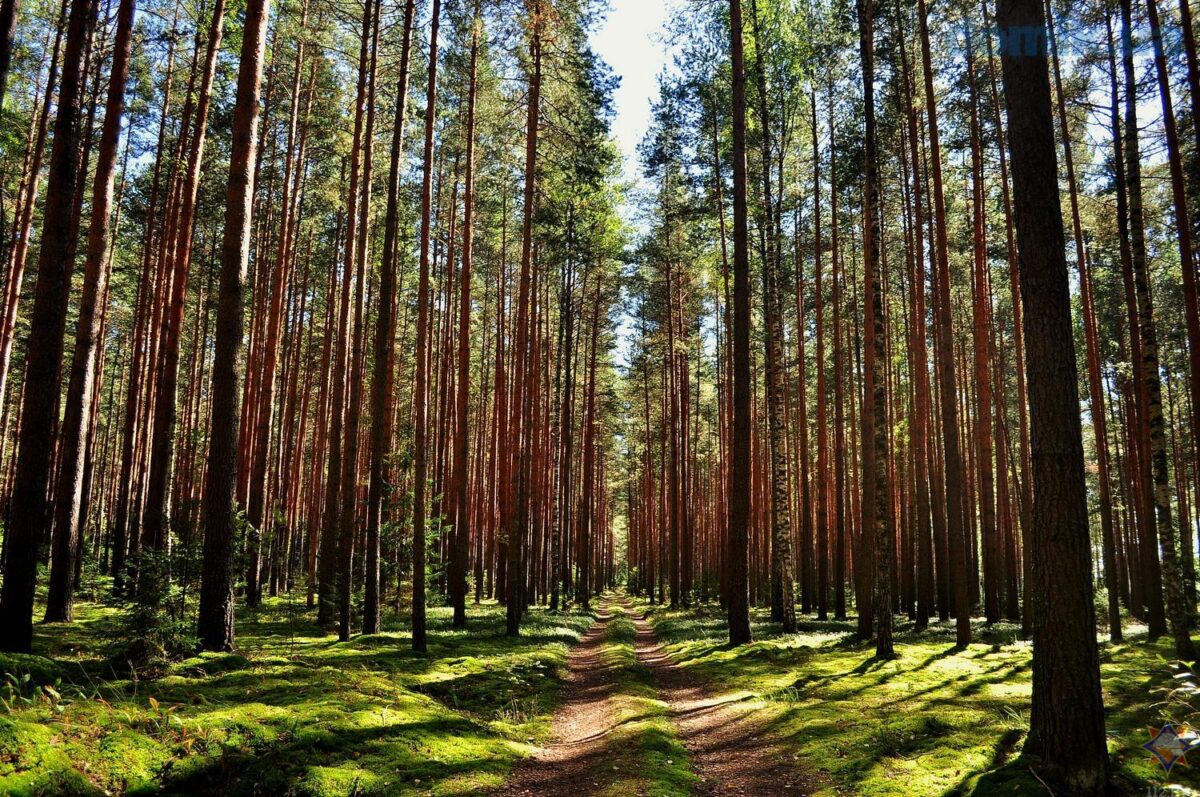Ограничение на посещение лесов введено в Бобруйском районе
