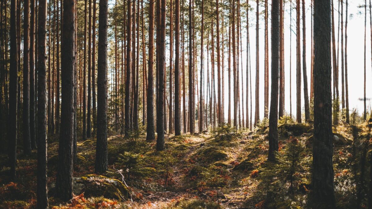 Минлесхоз предложил создать лесосеменное районирование Беларуси и России