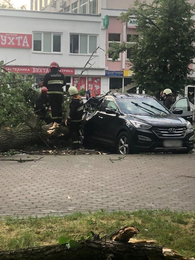 В Бобруйске от падения дерева на автомобиль пострадала женщина