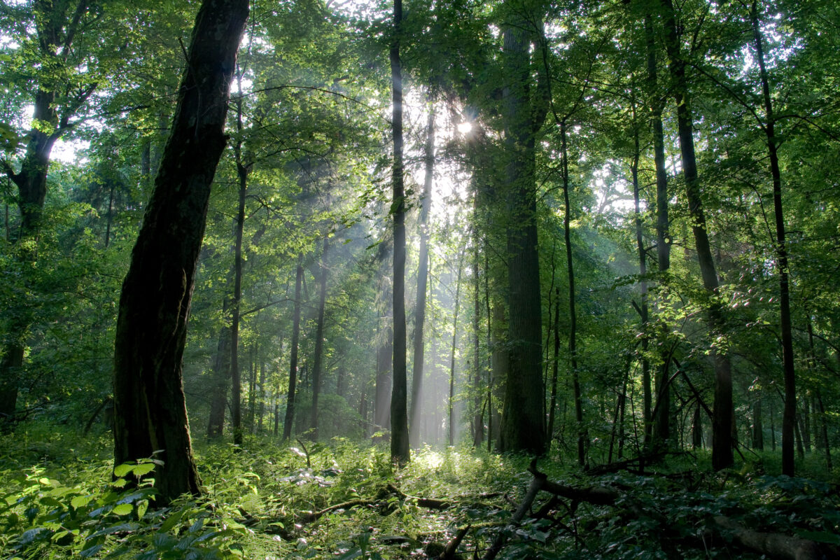 В лесных массивах Могилевской области можно бывать свободно