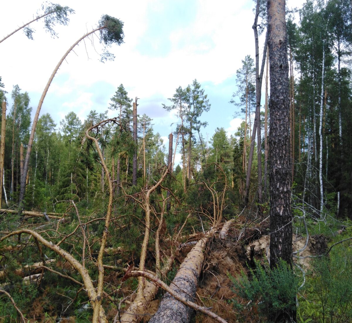 В Беларуси с начала года ураганами повреждено более 33 тыс.га леса