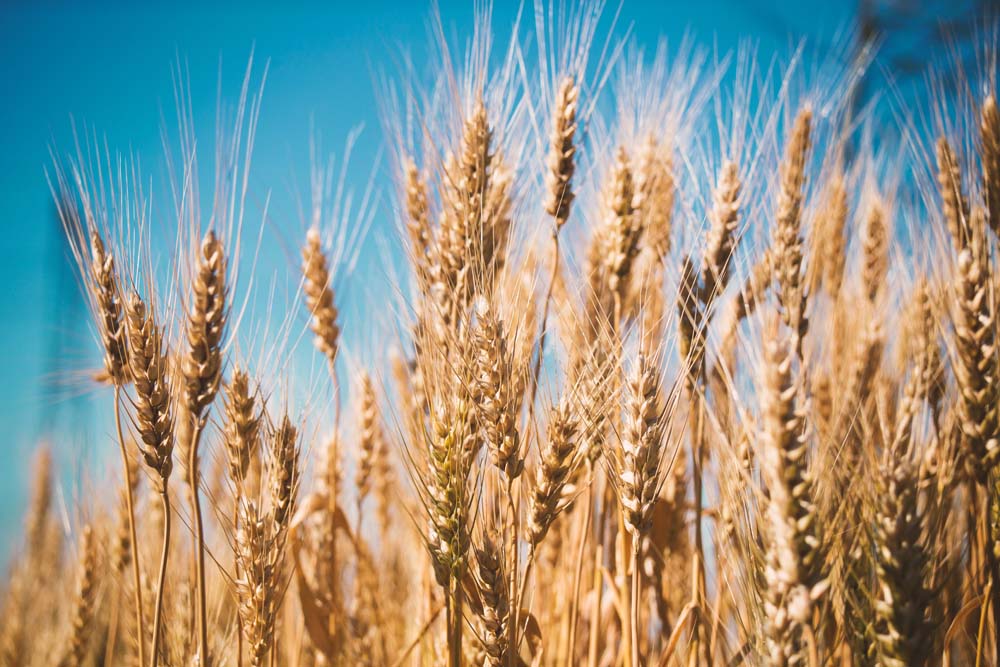 Белорусские аграрии намолотили более 250 тыс. т зерна