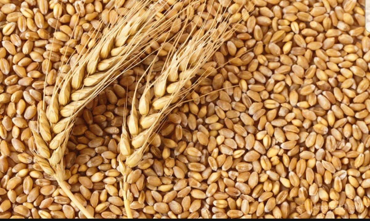 Правительство возобновило запрет на вывоз из Беларуси пшеничной муки и гречки