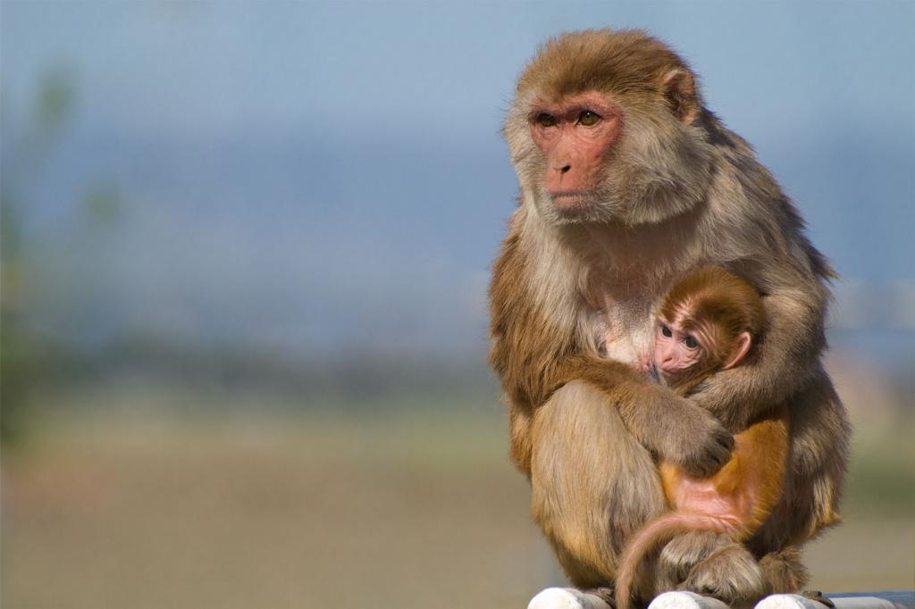В Германии число заболевших оспой обезьян превысило тысячу человек