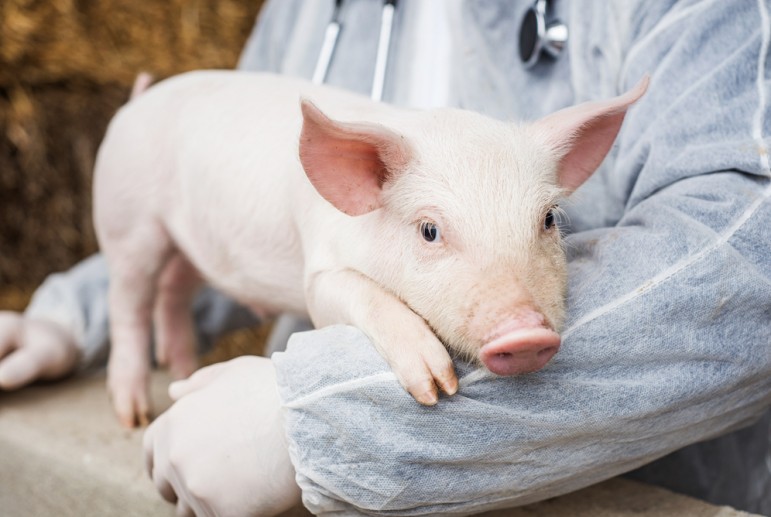Меры профилактики африканской чумы свиней