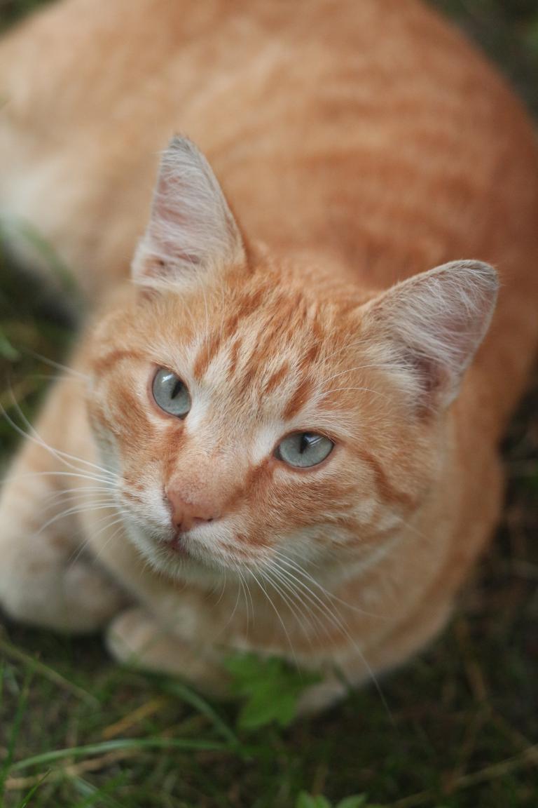 Фотоохота на летних бобруйских котов