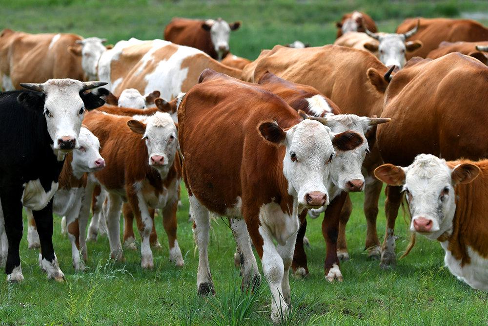 Новые породы коров и роботизация доения. Как совершенствуется производство молока в Беларуси