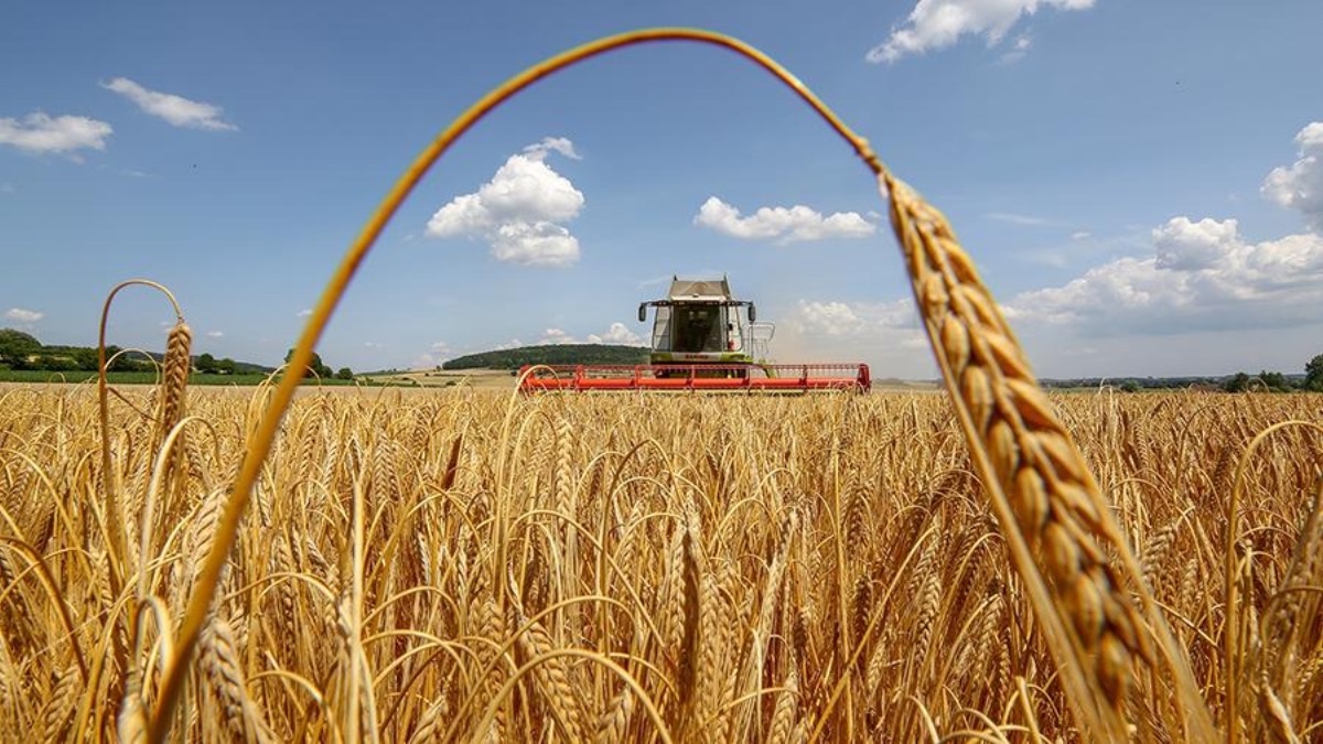 В Беларуси в этом году планируют собрать около 10 млн т зерна