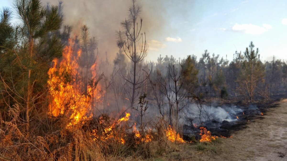 В Беларуси за сутки потушены два лесных и восемь пожаров травы и кустарников