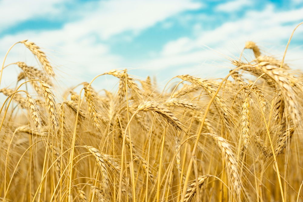 Подготовка сельхозтехники к зерноуборочной кампании завершится в Могилевской области к 20 июля