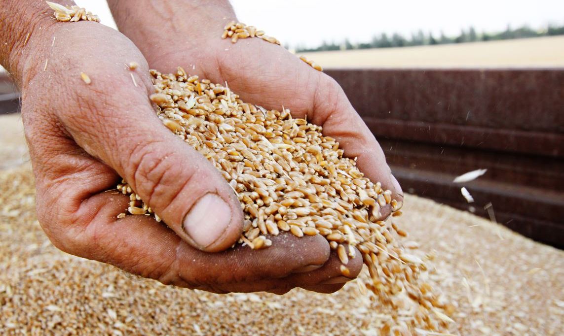 Первый миллион тонн зерна намолочен в Беларуси