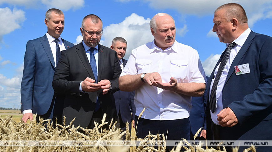 «Надо развивать свое, и это должно быть на контроле». Лукашенко начал серию региональных поездок по сельхозтематике