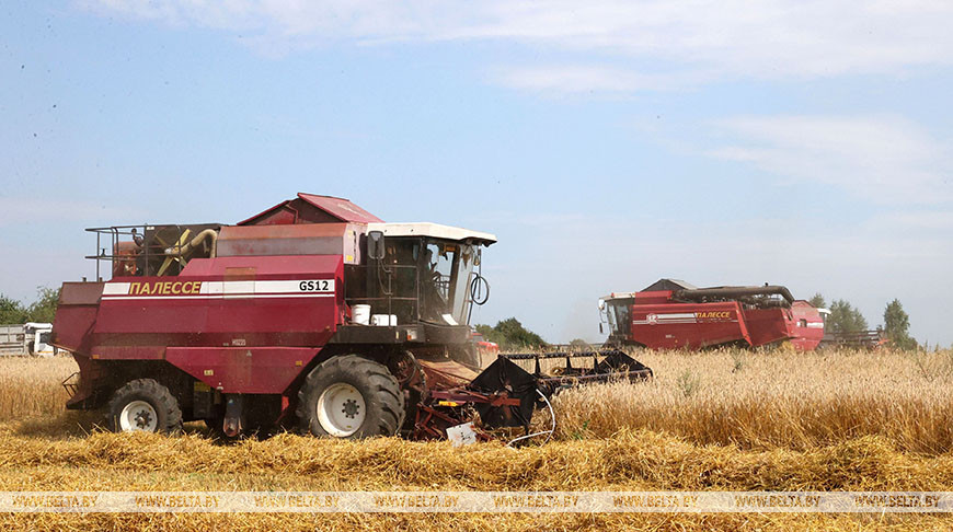 В Бобруйском районе планируют получить не менее 70 тыс. тонн зерновых и зернобобовых