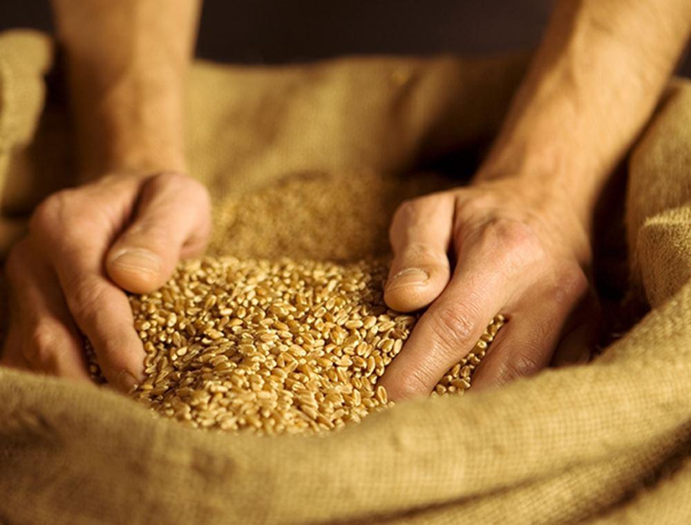 Работник хозяйства в Быховском районе похитил более тонны зерна пшеницы