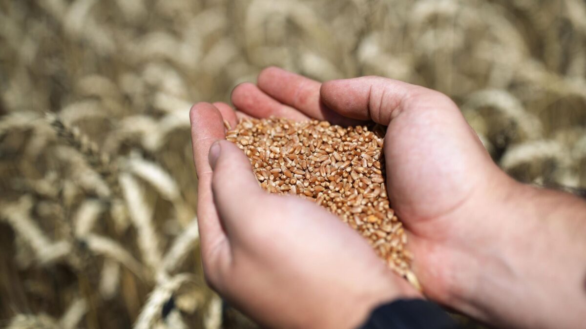 Житель Краснополья похитил с зернотока 1,2 тонны зерна
