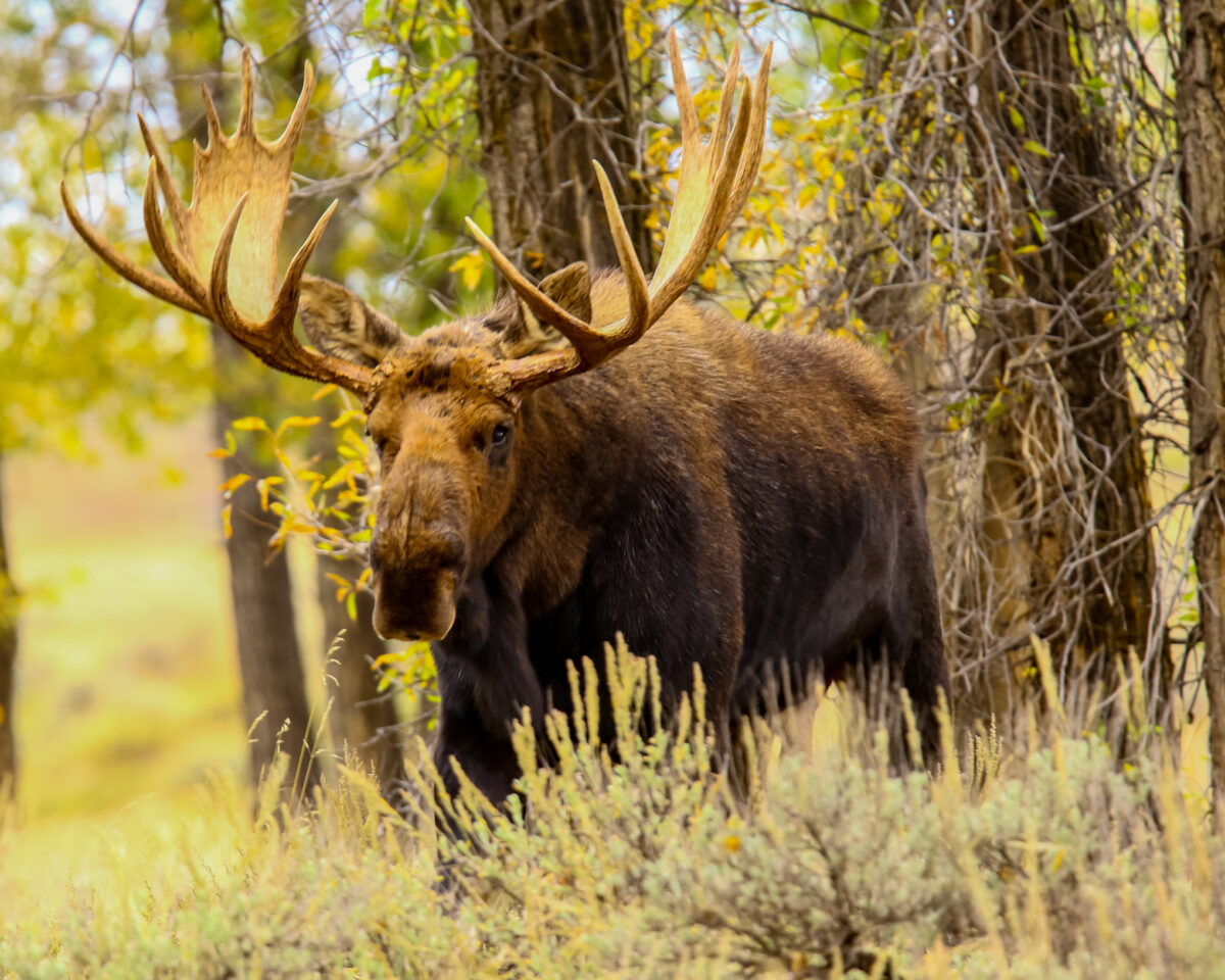 С 20 августа открывается сезон охоты на лося, лань и оленя благородного