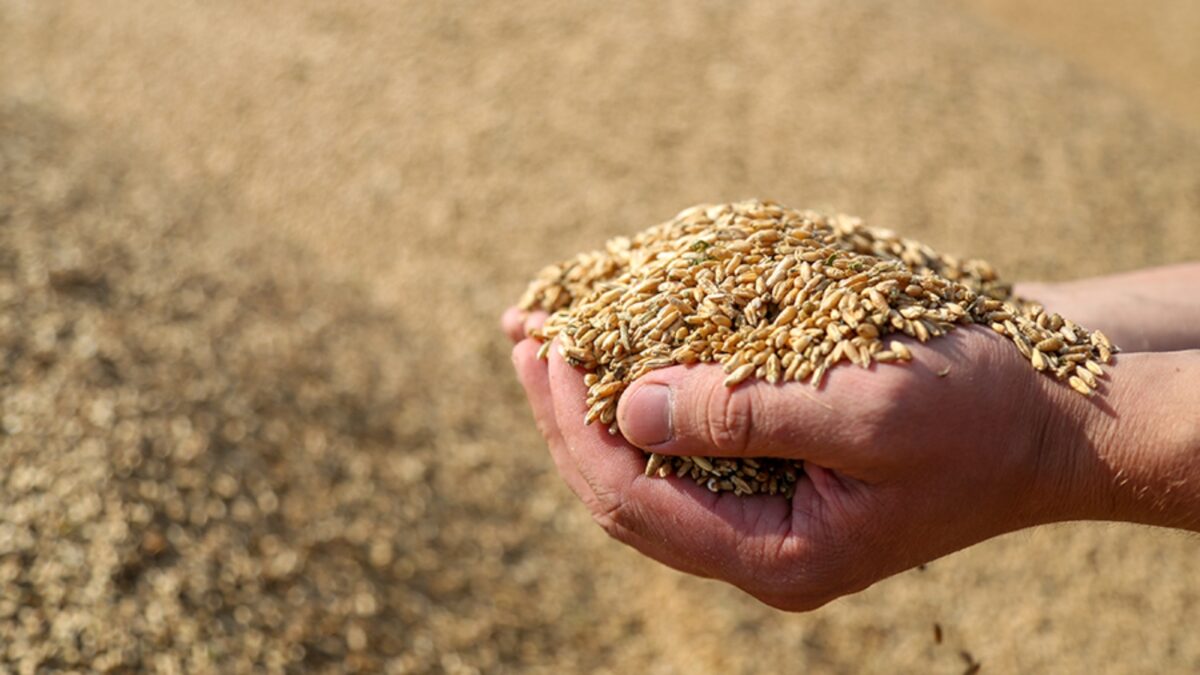 Госзаказ на зерно в Беларуси в этом году составляет 800 тыс. тонн