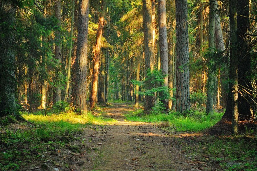 Запреты и ограничения на посещение леса продолжают действовать в большинстве районов Беларуси