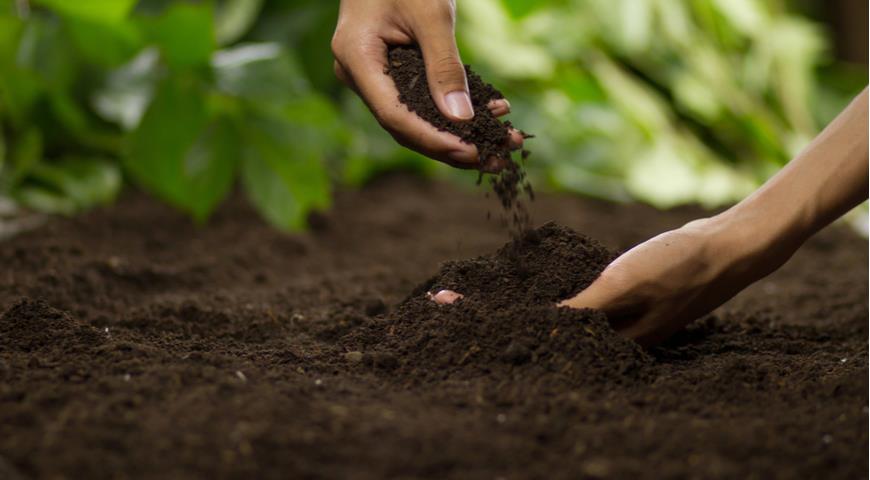 В Беларуси разработана оценка степени пригодности почв